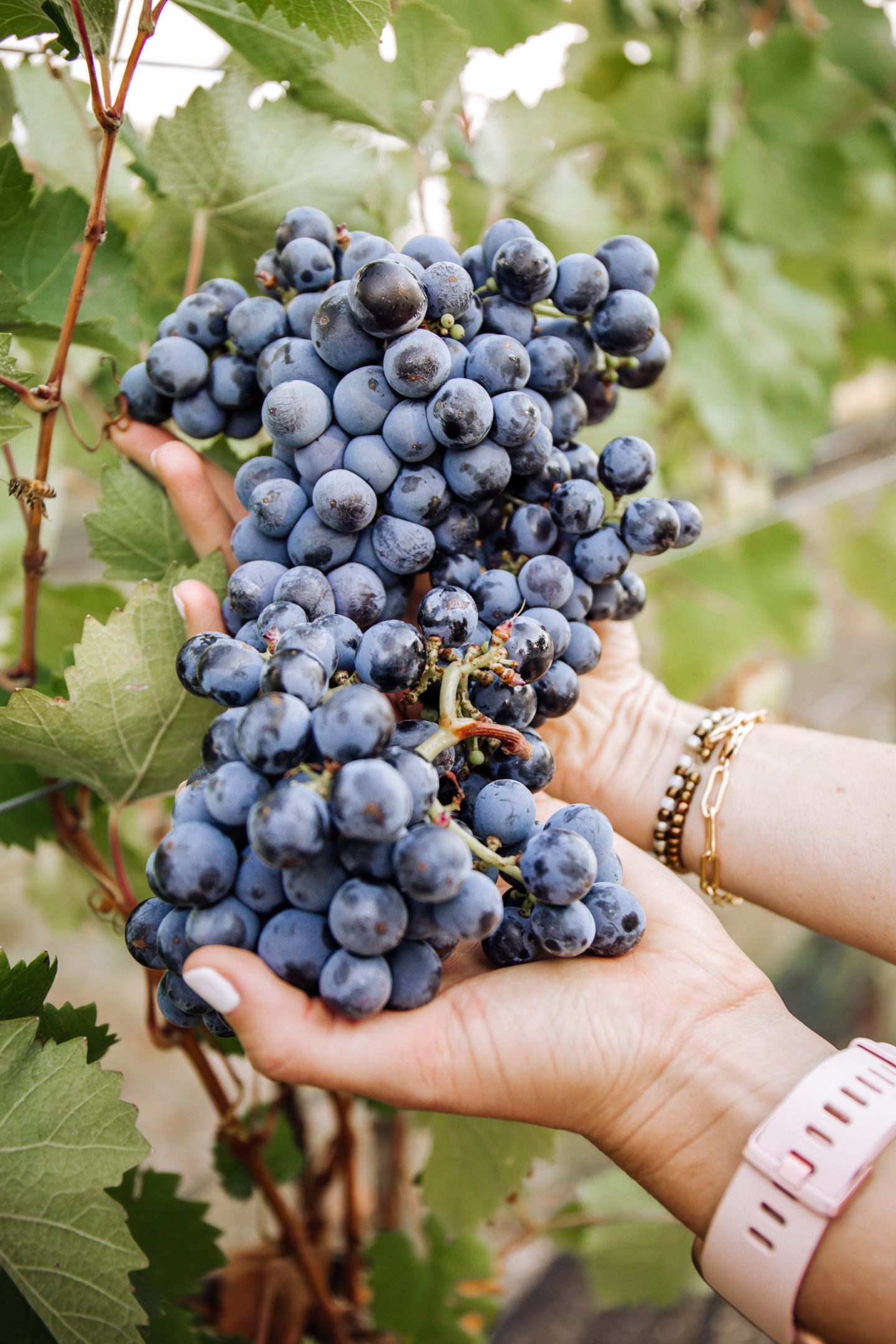 grape harvesting in texas